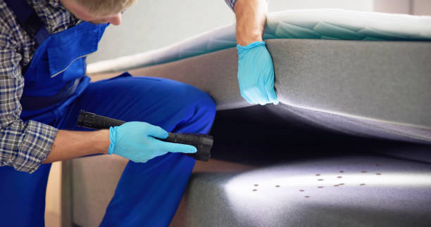 Best Ant Control Services  in Columbus, KS
