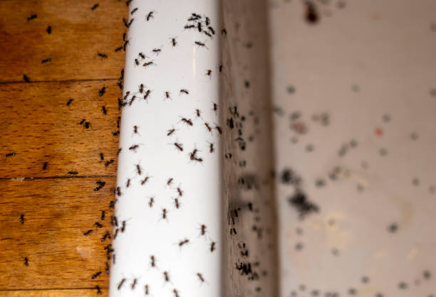 Best Affordable Pest Control Services  in Columbus, KS