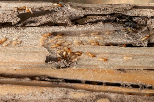 Best Pest Prevention Services  in Columbus, KS